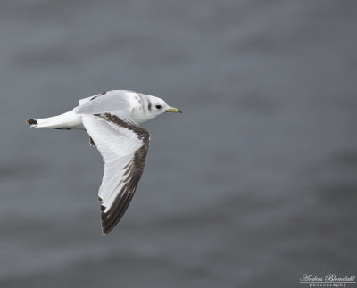 Tretåig mås / Kittiwake