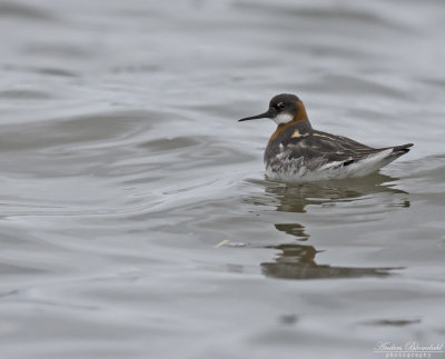 Smalnäbbad simsnäppa / Red-necked Phalarope