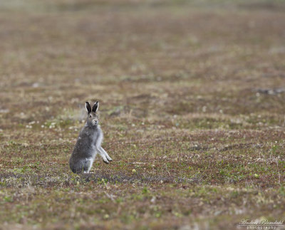 Skogshare / Mountain Hare
