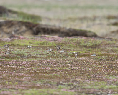 Rödhalsad snäppa / Red-necked Stint