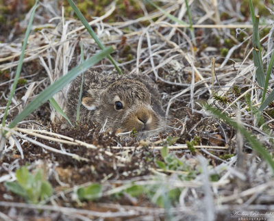Ung skogshare / Young Mountain Hare
