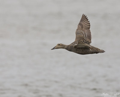 Ejder / Common Eider