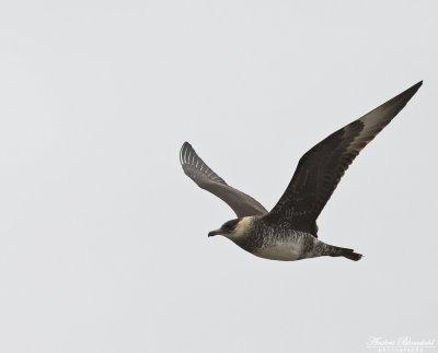 Bredstjärtad labb / Pomarine Skua