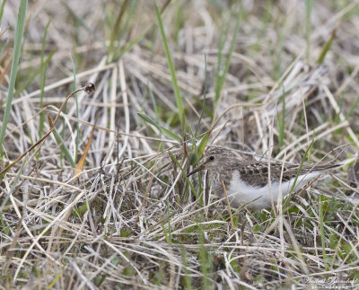 Mosnäppa / Temminck's Stint