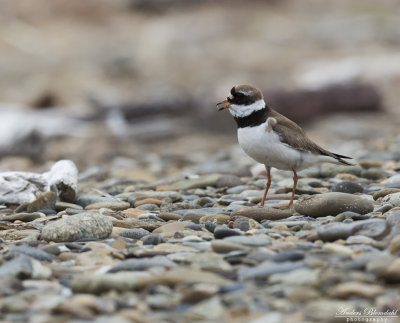 Större strandpipare / Ringed Plover