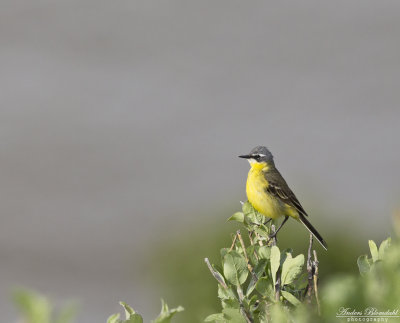 Gulärla / Eastern Yellow Wagtail (tschutschensis)