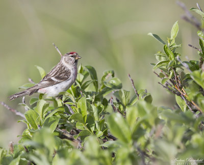 Snösiska / Arctic Redpoll