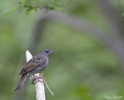 Gråblå sparv / Grey Bunting