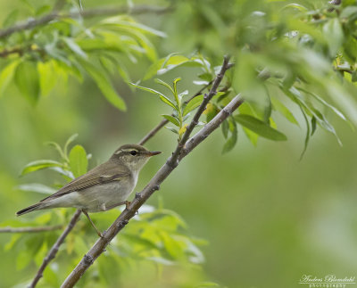 Kamtjatkanordsångare / Kamchatka Leaf Warbler
