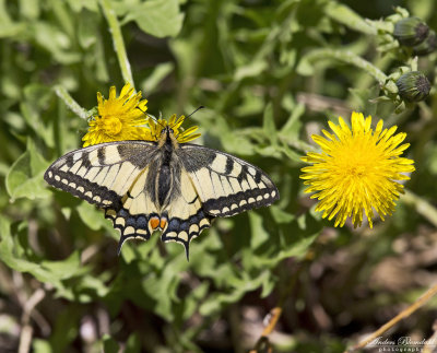 Makaon / Swallowtail