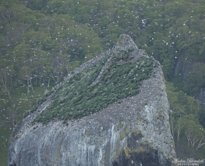Skiffertrutar / Slaty-backed Gulls