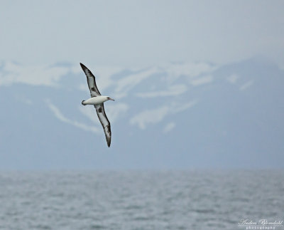 Laysanalbatross / Laysan Albatross