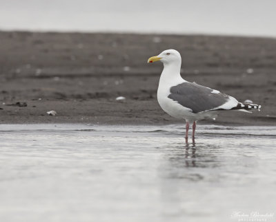 Skiffertrut / Slaty-backed Gull