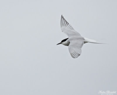 Fisktärna / Common Tern (ssp longipennis)