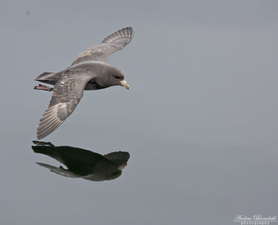 Stormfågel / Northern Fulmar (ssp rodgersii)