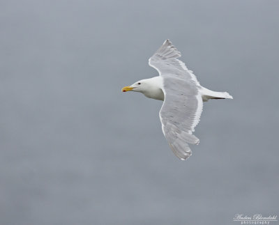 Gråvingad trut / Glaucous-winged Gull