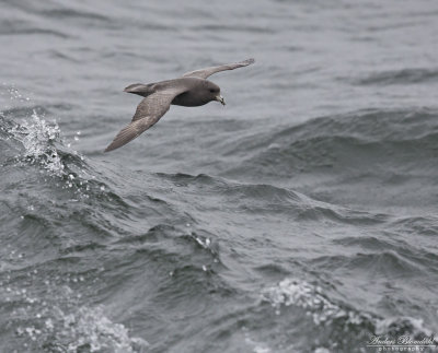 Stormfågel / Northern Fulmar (ssp rodgersii)