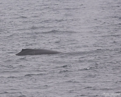 Knölval / Humpback Whale