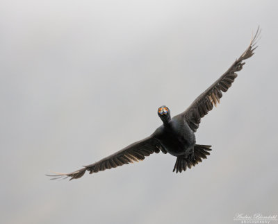 Beringskarv / Red-faced Cormorant