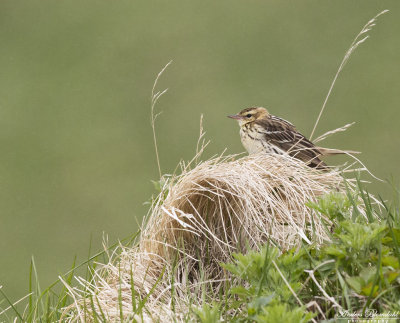 Tundrapiplärka / Pechora Pipit
