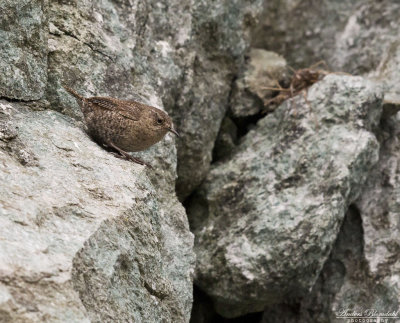 Stillahavsgärdsmyg / Pacific Wren