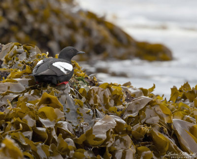 Beringtejst / Pigeon Guillemot