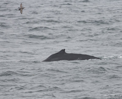 Knölval / Humpbacked Whale