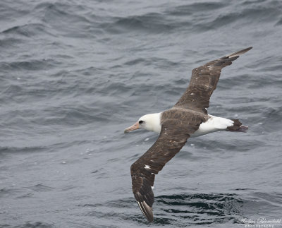 Laysanalbatross / Laysan Albatross