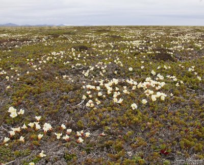 Kråkbär / Crowberries
