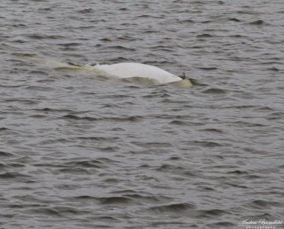 Vitval / Beluga