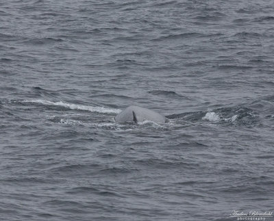 Sillval / Fin Whale
