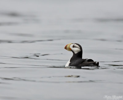 Hornlunne / Horned Puffin