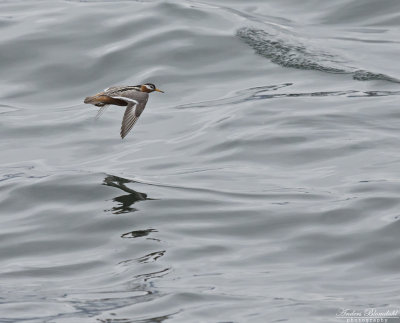Brednäbbad simsnäppa / Red Phalarope