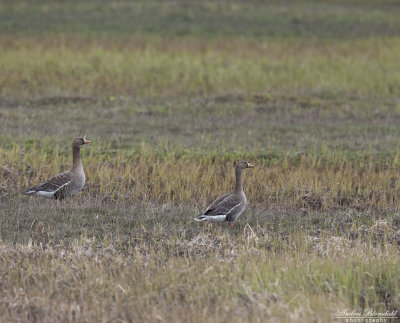 Bläsgås / White-fronted Goose