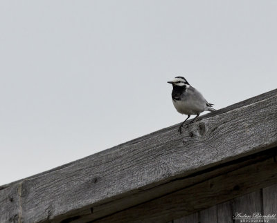 Sädesärla / White Wagtail (ssp ocularis)