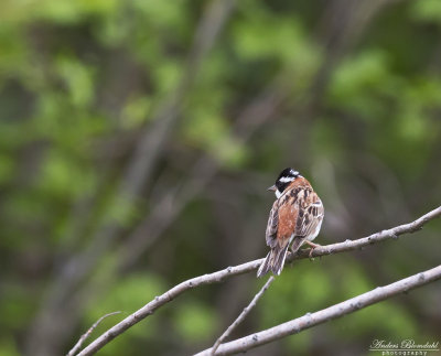 Videsparv / Rustic Bunting