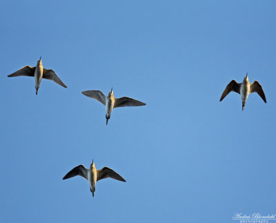 Grönbena / Wood Sandpiper