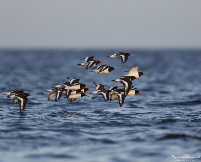 Strandskata / Oystercatcher