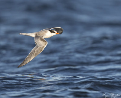 Fisktrna / Common Tern