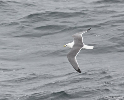 Beringmås / Red-legged Kittiwake