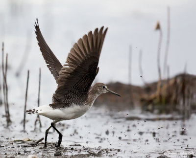 Skogssnppa / Green Sandpiper