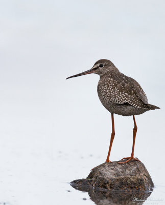Svartsnäppa / Spotted Redshank