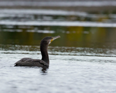 Storskarv / Great Cormorant
