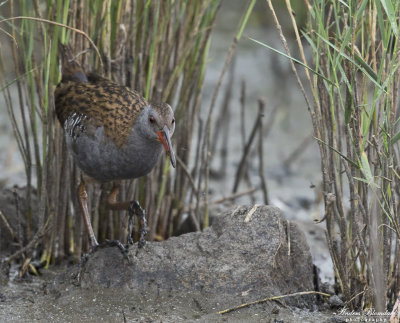 Vattenrall / Water Rail