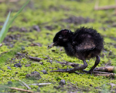 Vattenrall / Water Rail