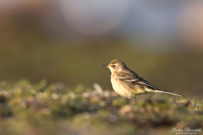 Gulärla / Yellow Wagtail