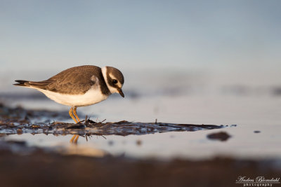 Strandpipare & Pipare / Plovers