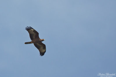 Bivråk / Honey Buzzard