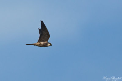 Lrkfalk / Hobby