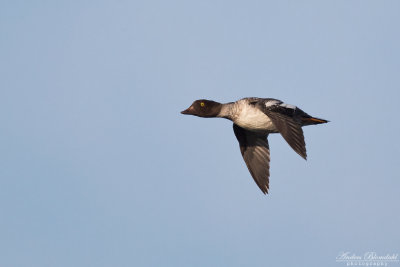 Knipa / Goldeneye